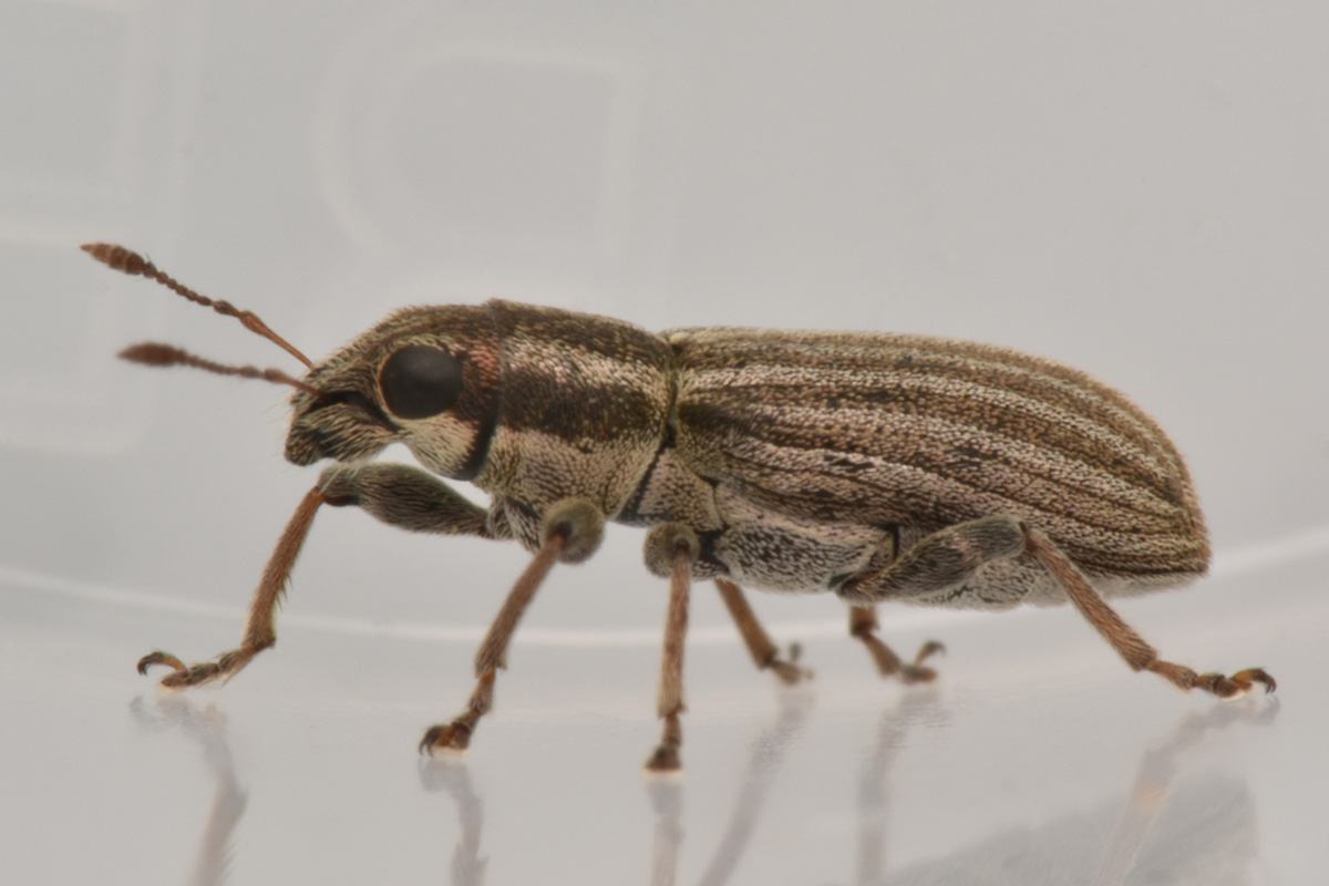 Curculionidae: Sitona lineatus? S !